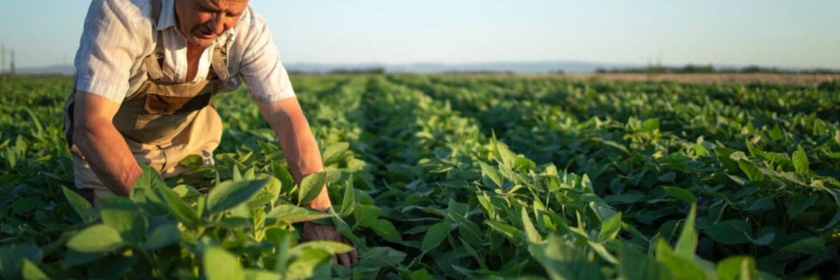 Saiba Tudo Sobre A Aposentadoria Rural E Veja Como Garantir Seu Benefício! - Advocacia em Chácara Santo Antônio - SP | Glória Rabelo